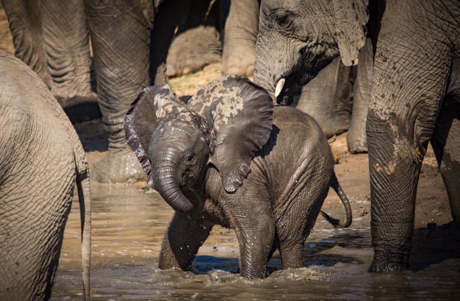 Piccolo elefante Kapama in acqua