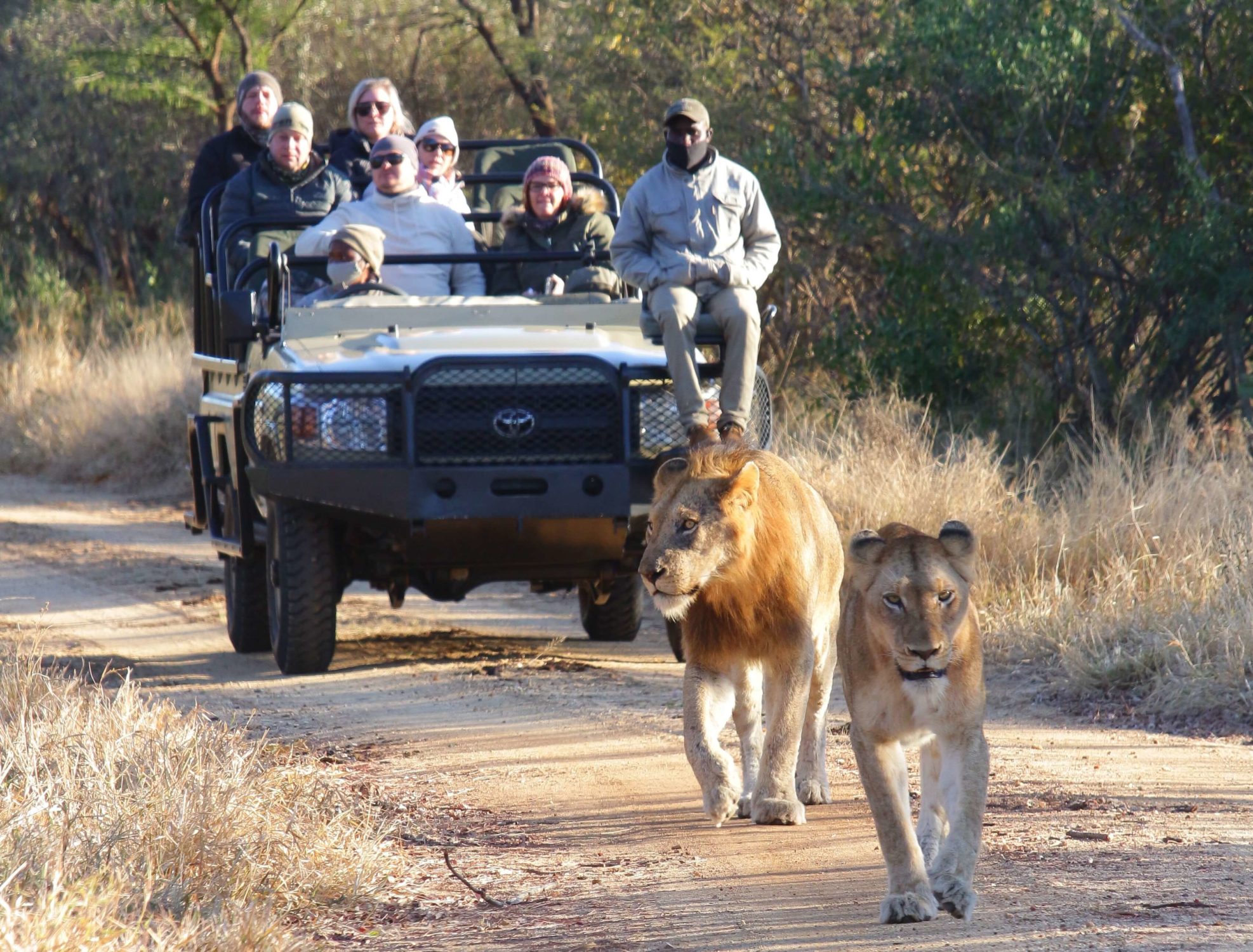 Kapama lion safari Kapama lion safari