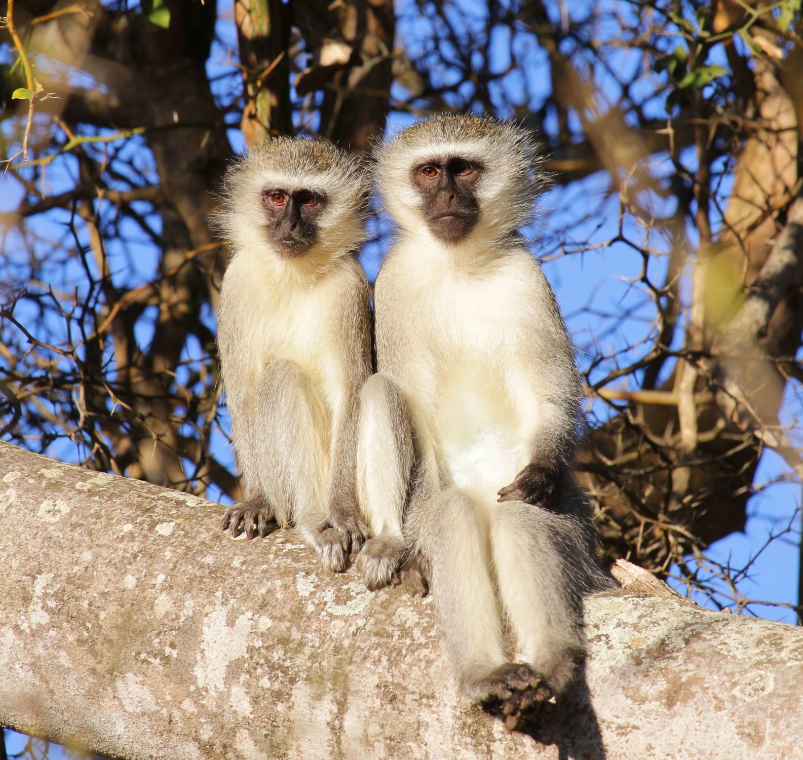 Kapama monkeys Kapama monkeys