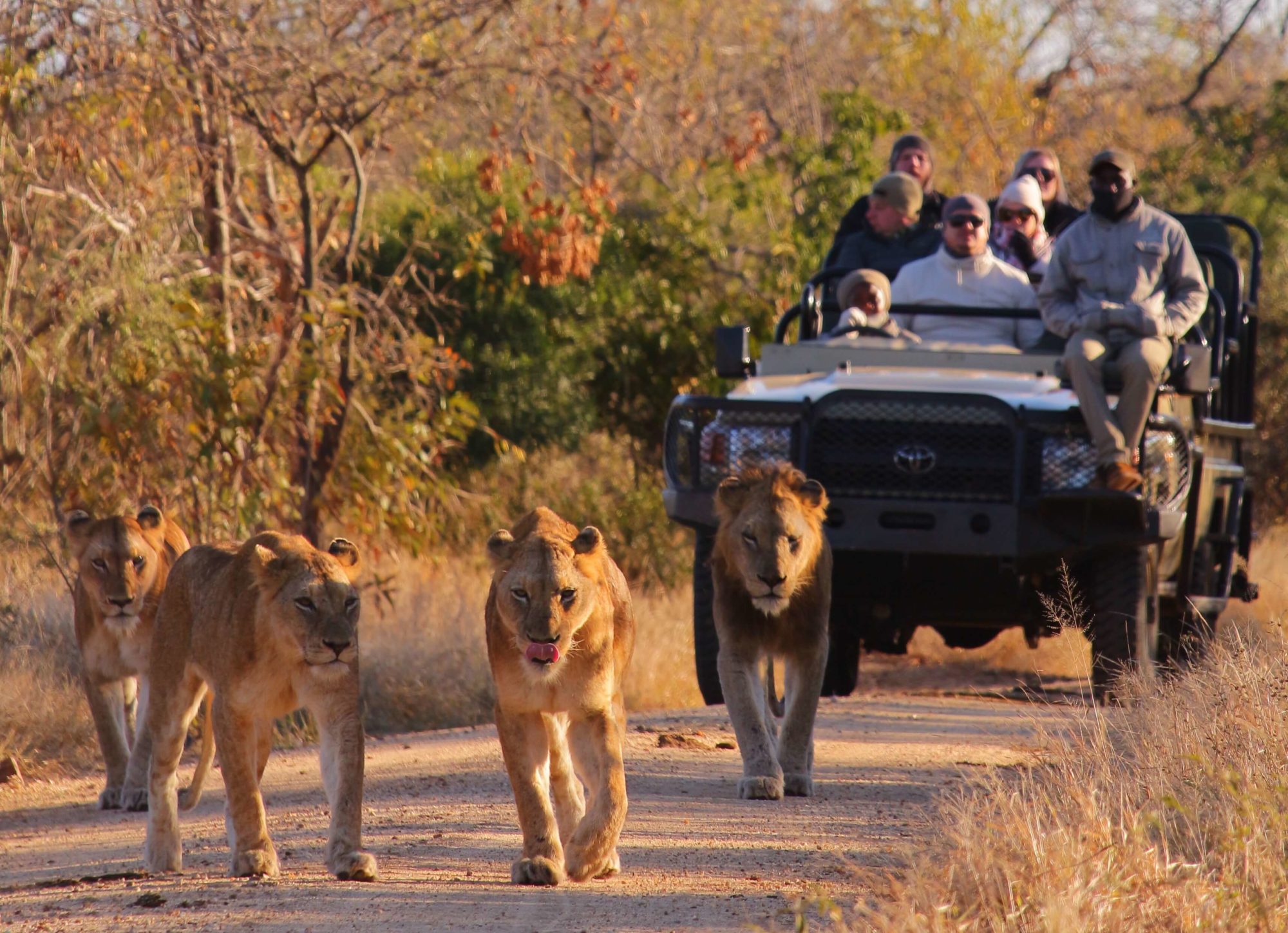 Kapama winter lion sighting