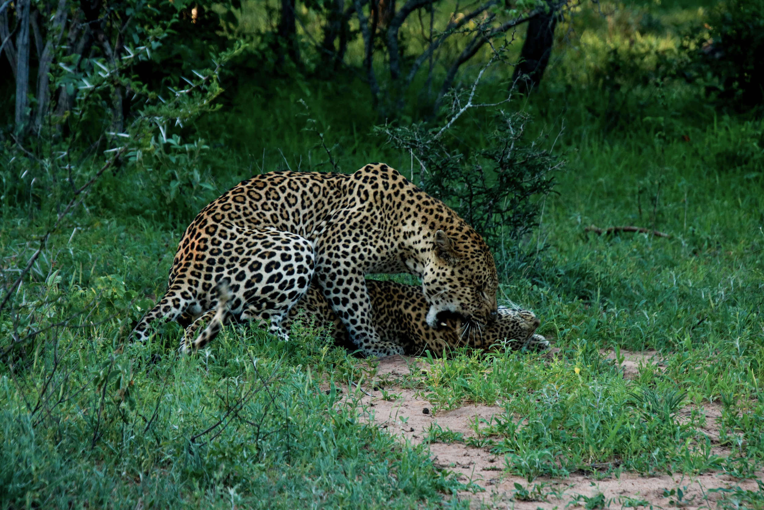 Kapama leopards mating