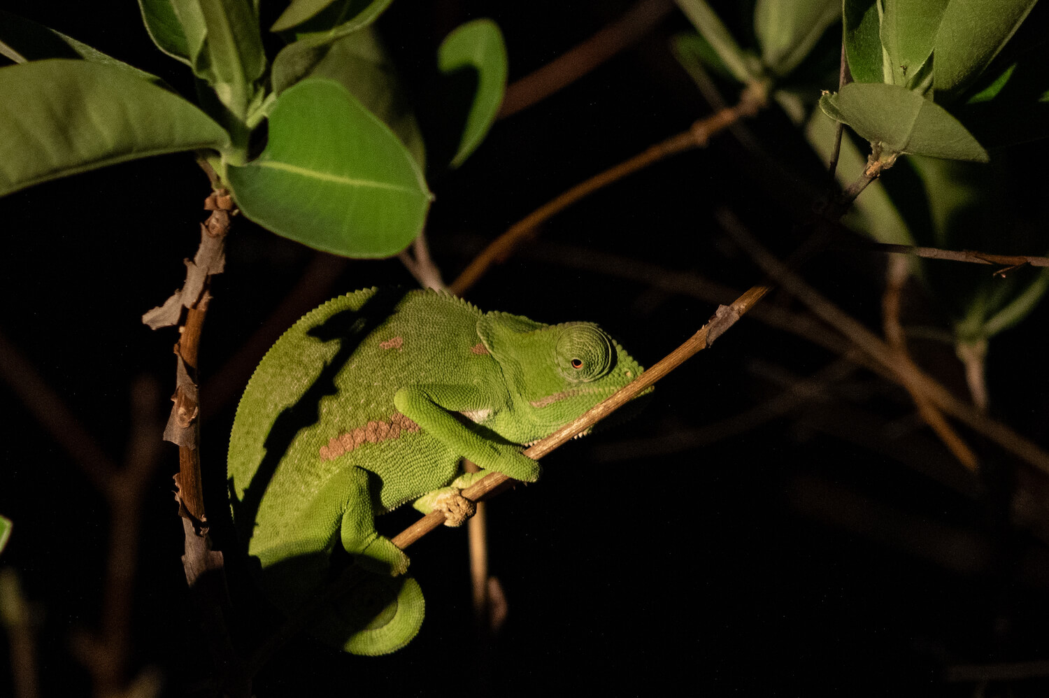 Kapama Chameleon in tree