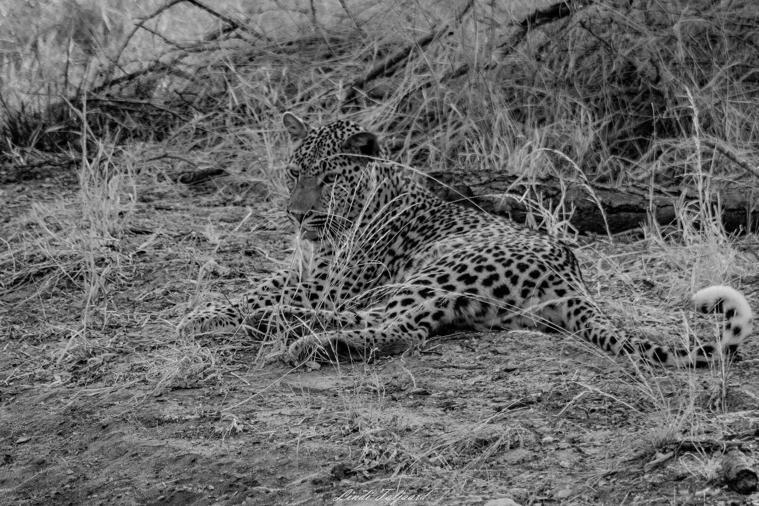 Kapama big five leopard Kapama big five leopard