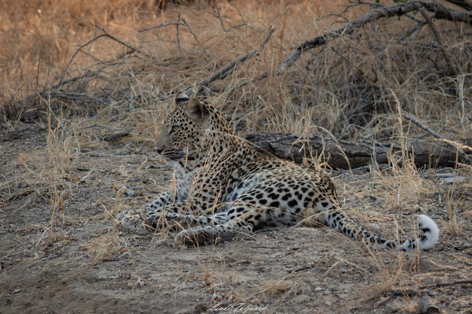 Kapama leopard Kapama leopard