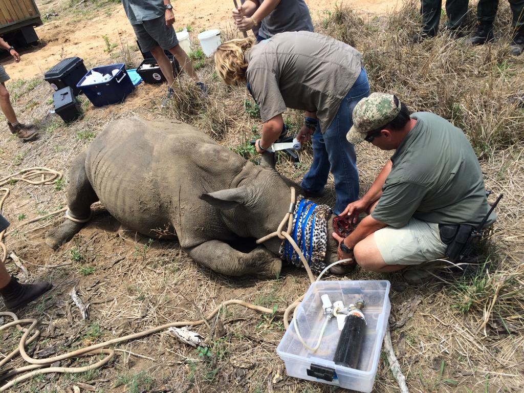 Kapama rhino rehabilitation Kapama rhino rehabilitation