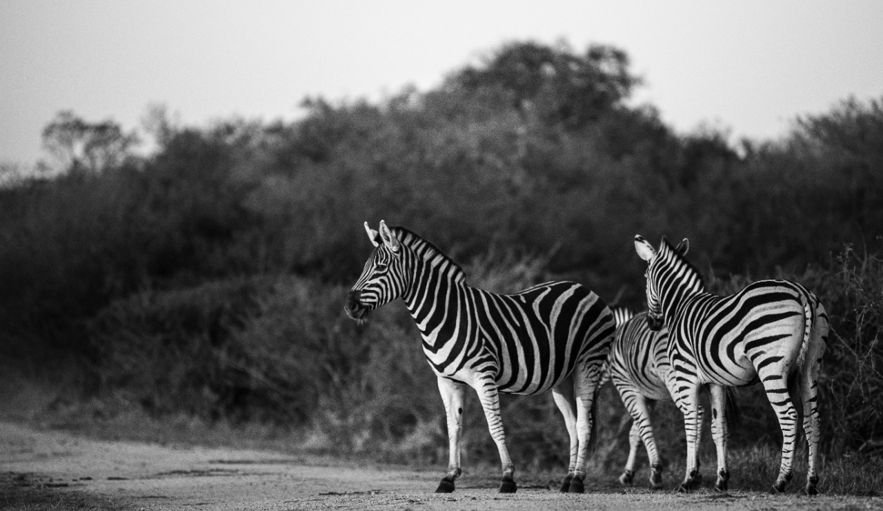 Kapama Game Reserve zebra dazzle