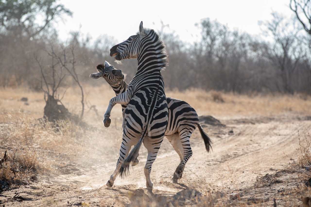 Kapama Game Reserve zebra fighting