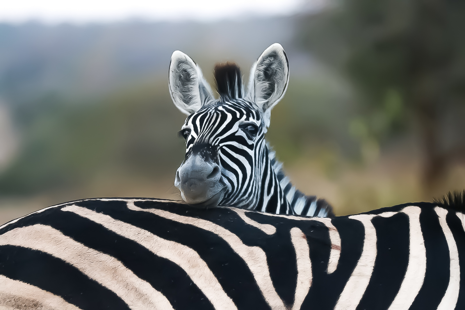 A young zebra rests its head on the back of another zebra, with soft focus in the background.