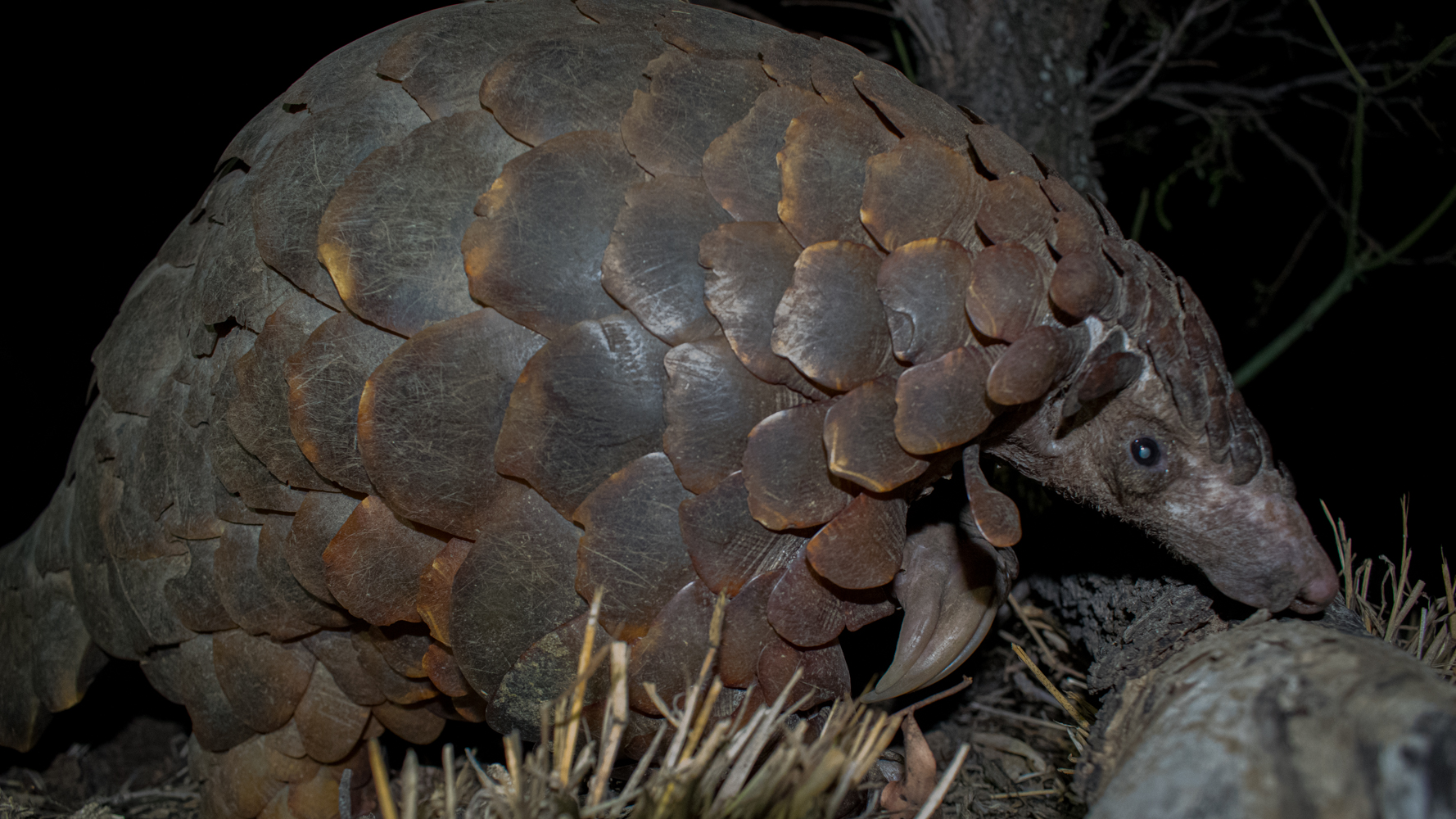 Kapama World pangolin Day Kapama World pangolin Day