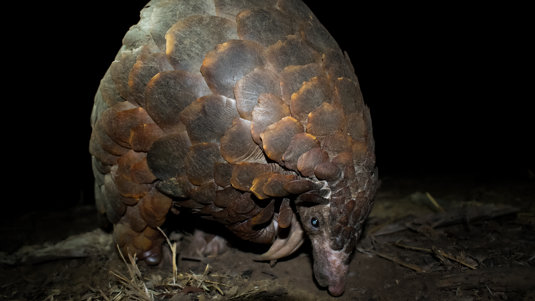Ground pangolin foraging on forest floor at night, scales illuminated by soft spotlight.