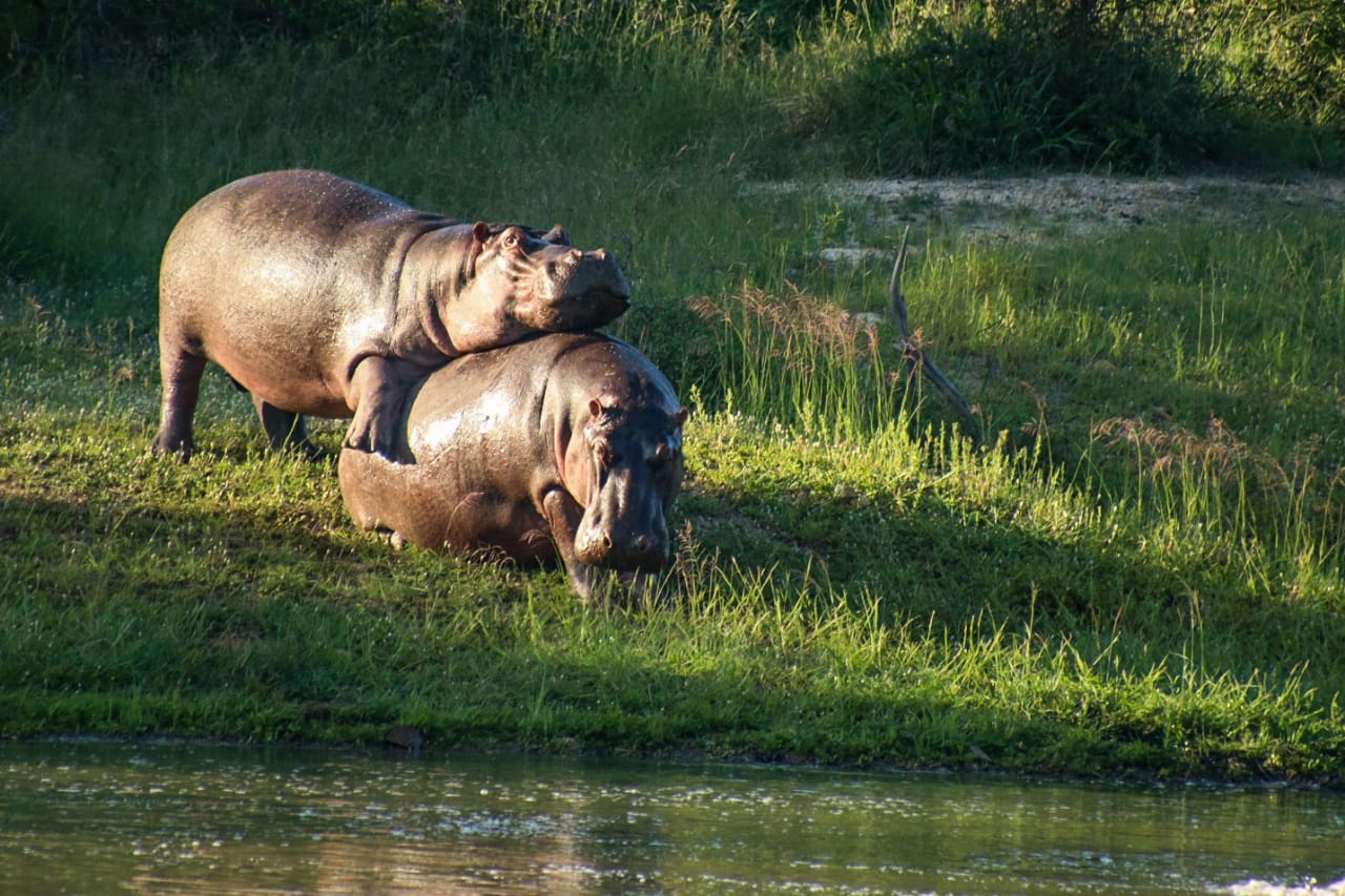 Kapama Hippos Kapama Hippos