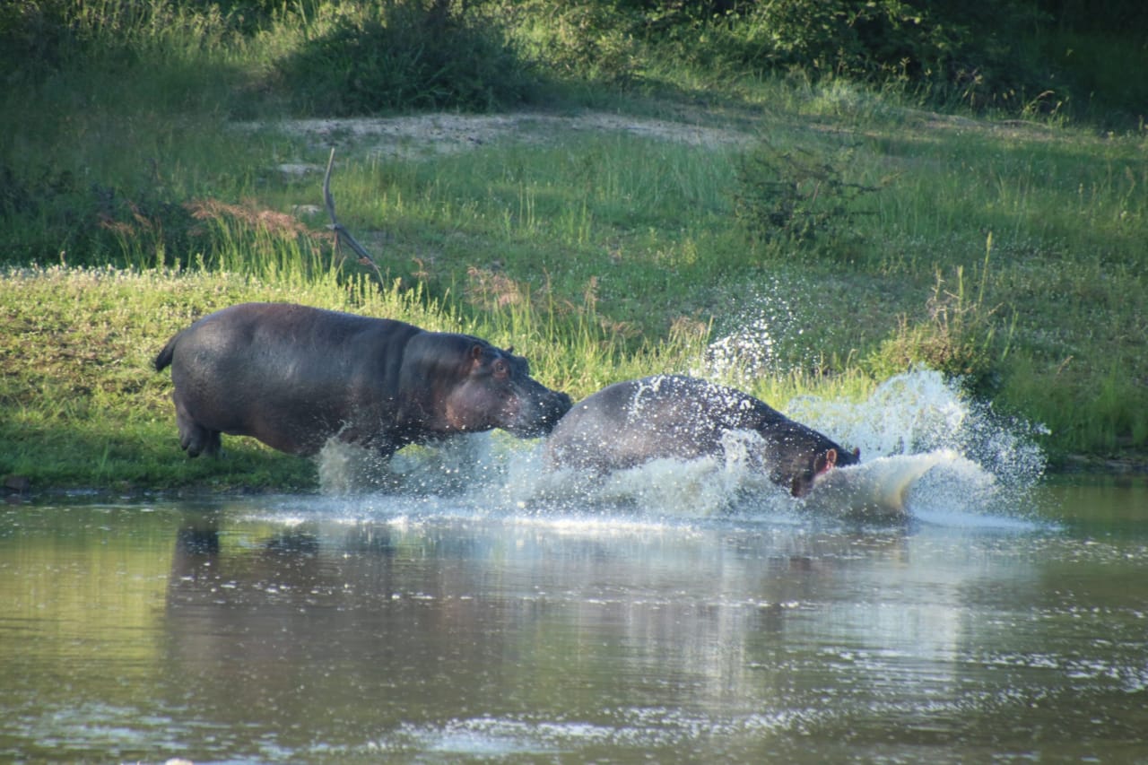 One hippo charges another into the water, creating a dramatic splash on a grassy riverbank.