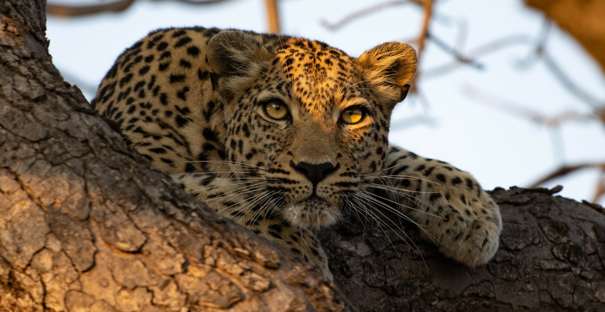Leopard resting on a tree branch, golden eyes glowing in late afternoon light.