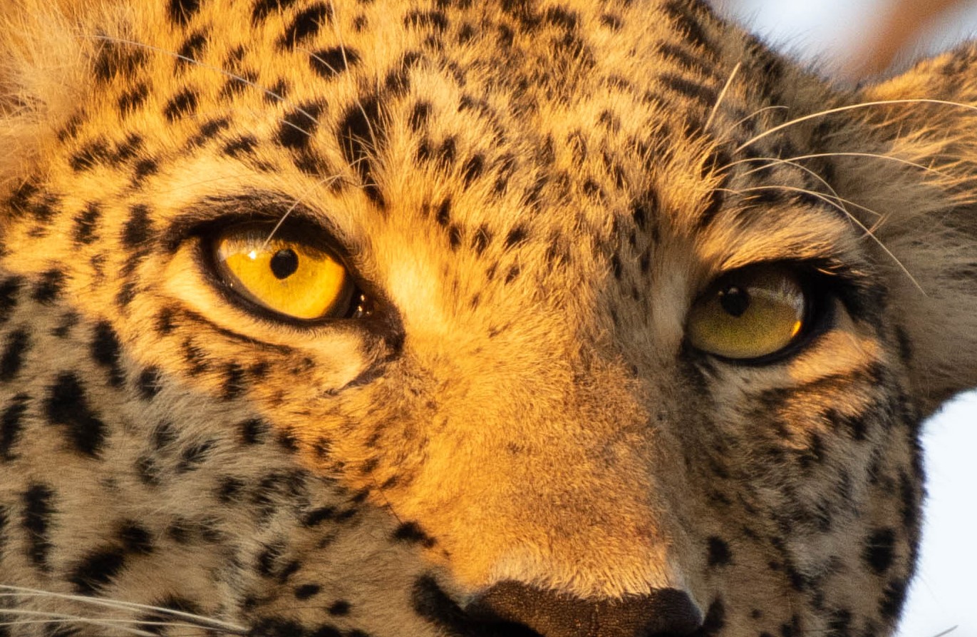 Kapama leopard Big Five Kapama leopard Big Five
