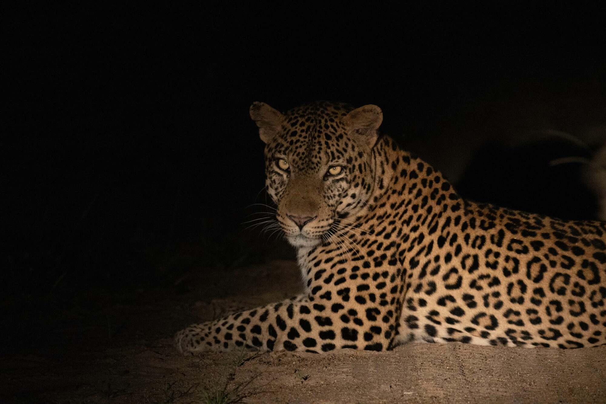 Kapama leopard Big Five at night Kapama leopard Big Five at night