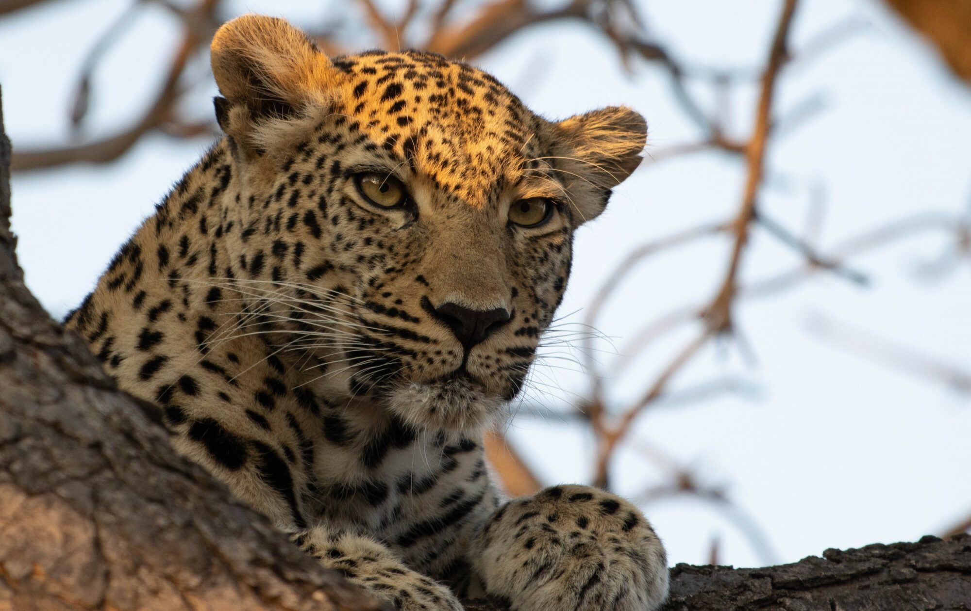 Kapama leopard Big Five in tree Kapama leopard Big Five in tree