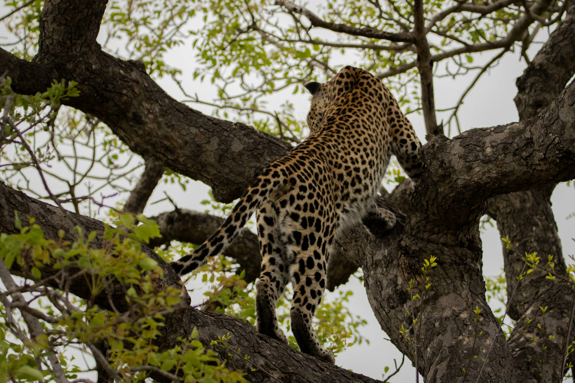 Kapama leopard Big Five in tree Kapama leopard Big Five in tree
