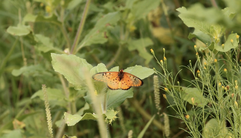 Orange butterfly with black spots resting on green leaves in the wild bushveld.