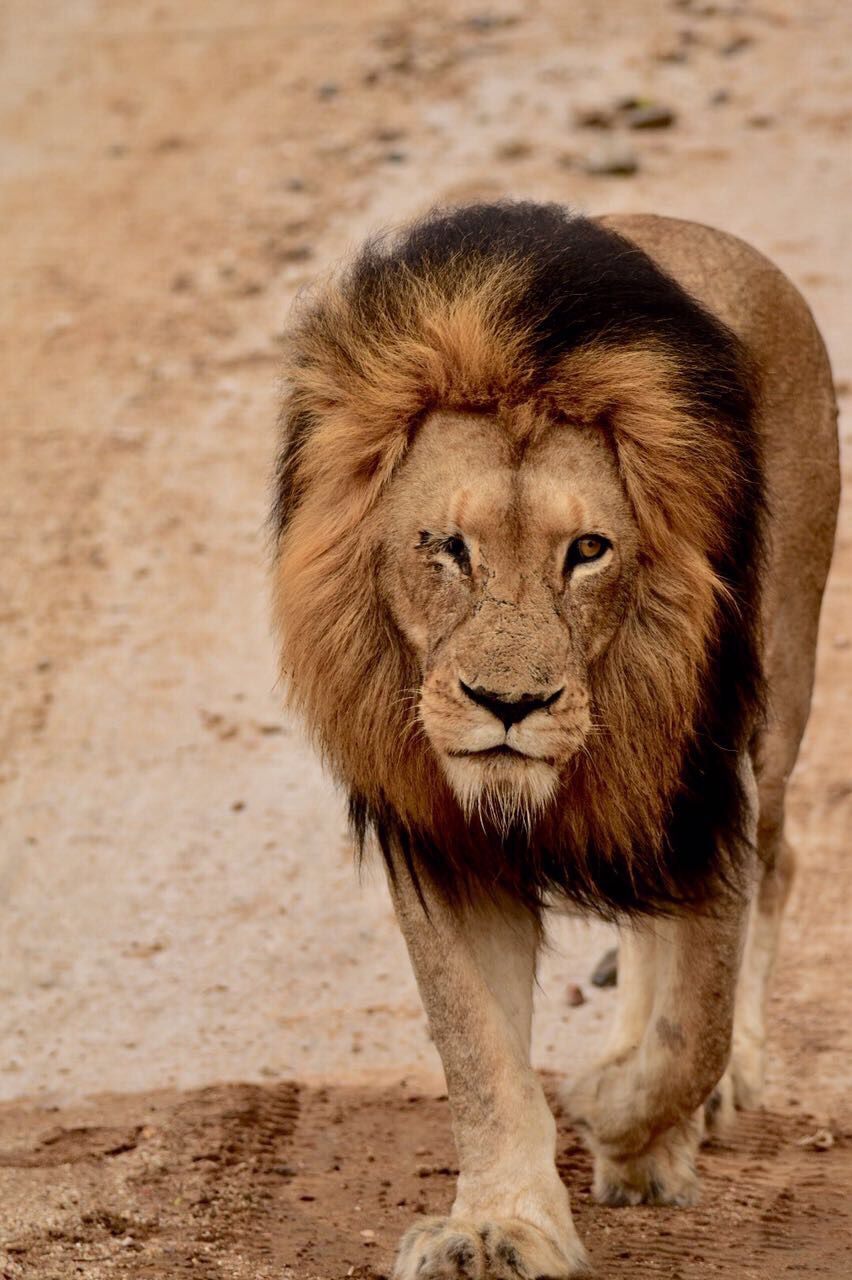 Majestic one-eyed male lion with a dark mane walking down a sandy path in the African wilderness.