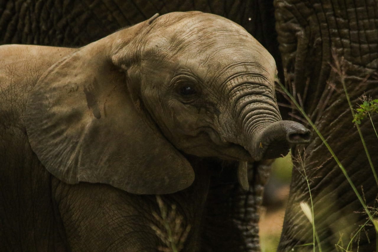 Close-up of a young elephant calf in the wild, partially shaded by nearby adults, with soft natural lighting highlighting its features.