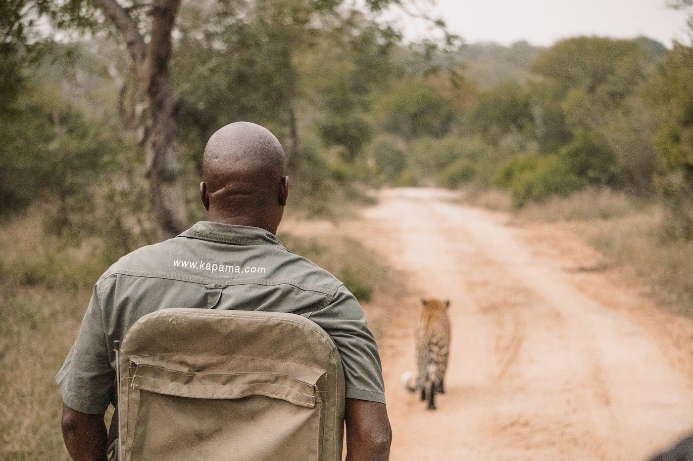 Safari guide wearing a Kapama uniform watching a cheetah walking down a dirt road in the African bushveld during a game drive.