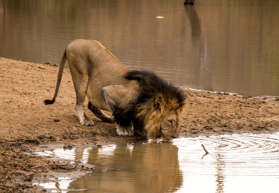 Kapama Hoedspruit male drinking 1 Kapama hoedspruit male drinking 1.