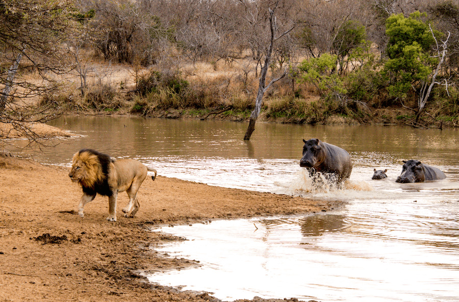 Kapama Hoedspruit male drinking Kapama Hoedspruit male drinking 2
