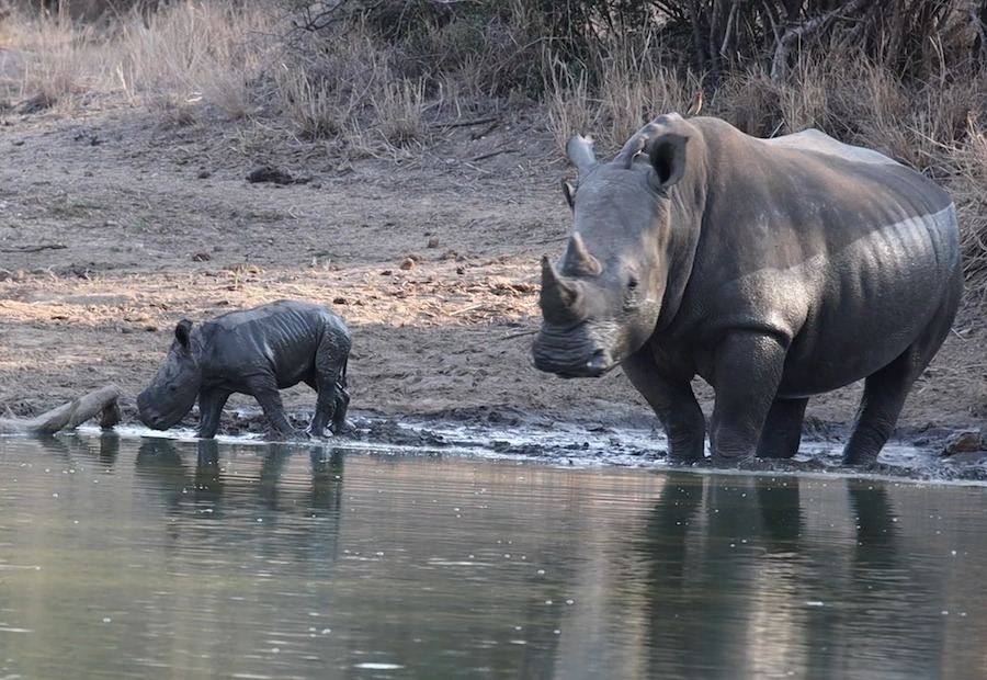 A rhinoceros mother and her young calf stand at the edge of a watering hole, bonding gently as they wade into the shallow water, surrounded by dry brushland.