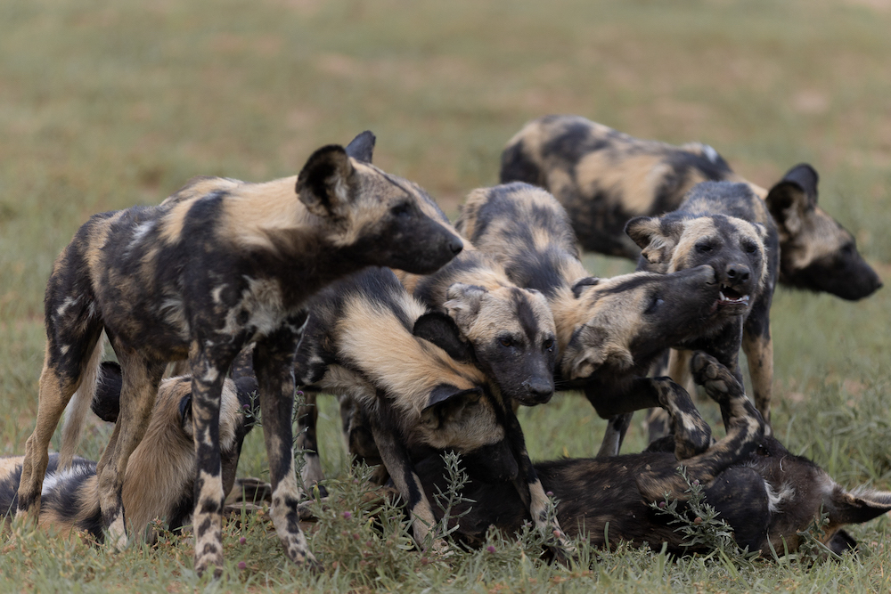 A close-knit pack of African wild dogs nuzzle and interact in a playful, energetic gathering on an open grassy plain, displaying their social bonding behaviors.