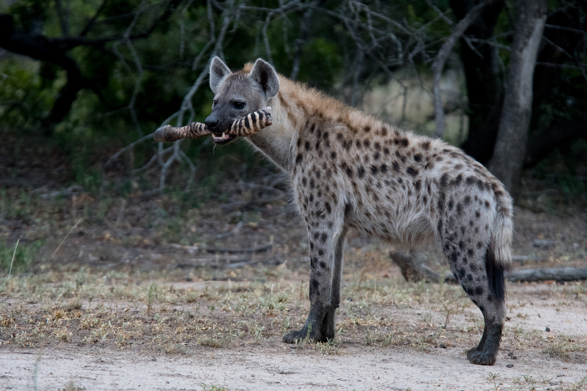 Spotted hyena at Kapama Private Game Reserve carrying a zebra leg in its jaws, showcasing the species' scavenging behavior and role in the ecosystem as a vital cleanup crew.