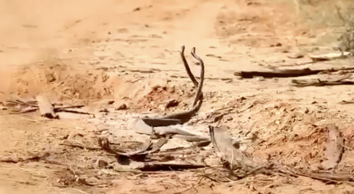Two male snakes engaged in a dramatic combat dance on a dusty trail at Kapama Private Game Reserve, a rare and intense natural behavior seen during mating season.