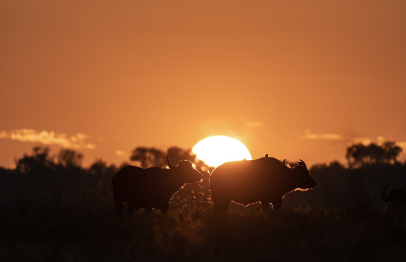 Kapama buffalo sunset