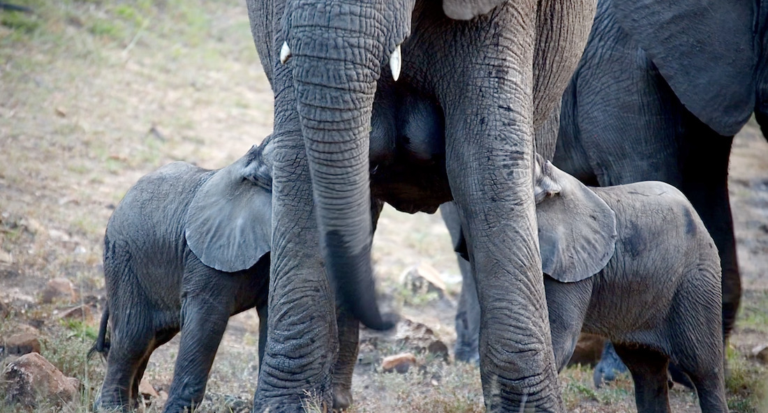 "Two elephant calves nursing from their mother in the wild at Kapama Private Game Reserve, showcasing intimate moments of wildlife bonding and nurturing.