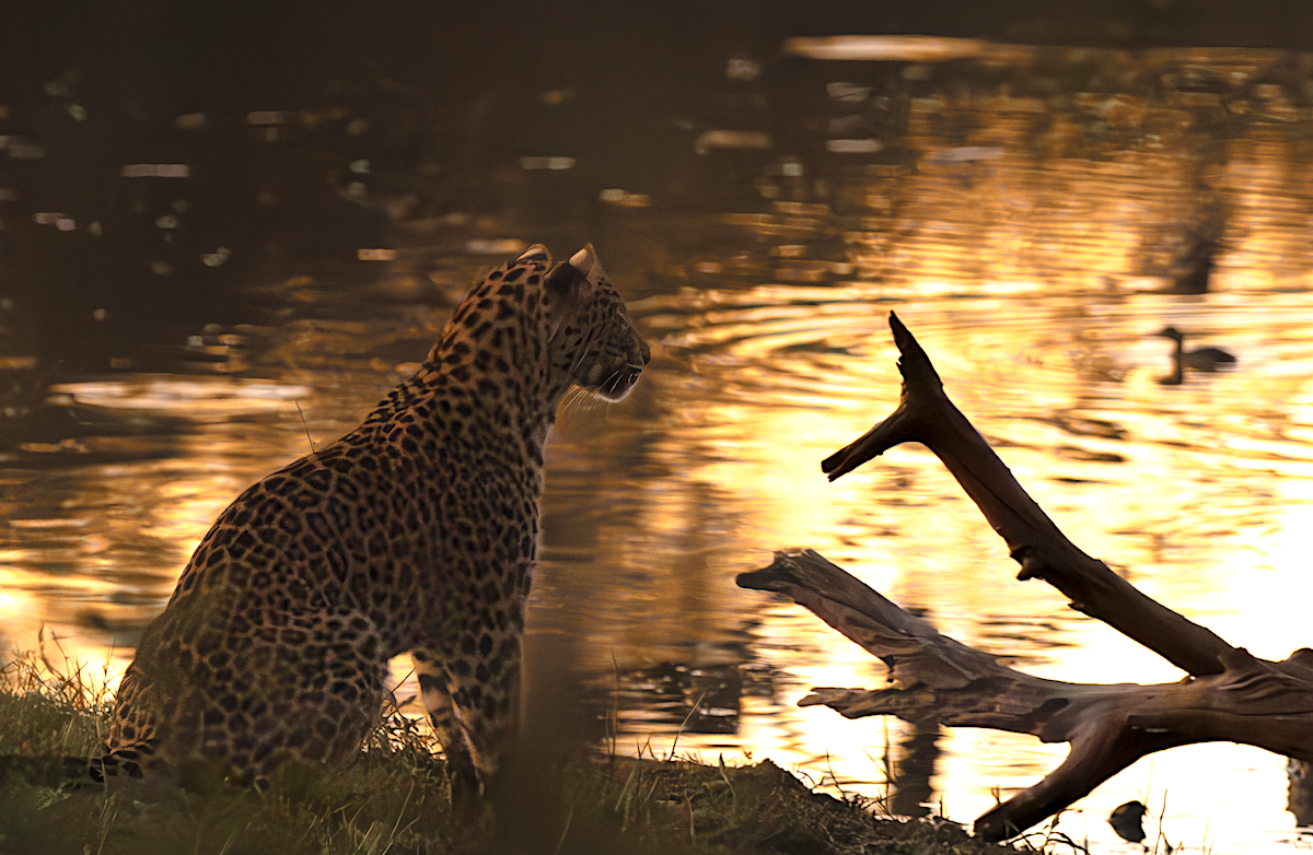 Leopardo de Kapama