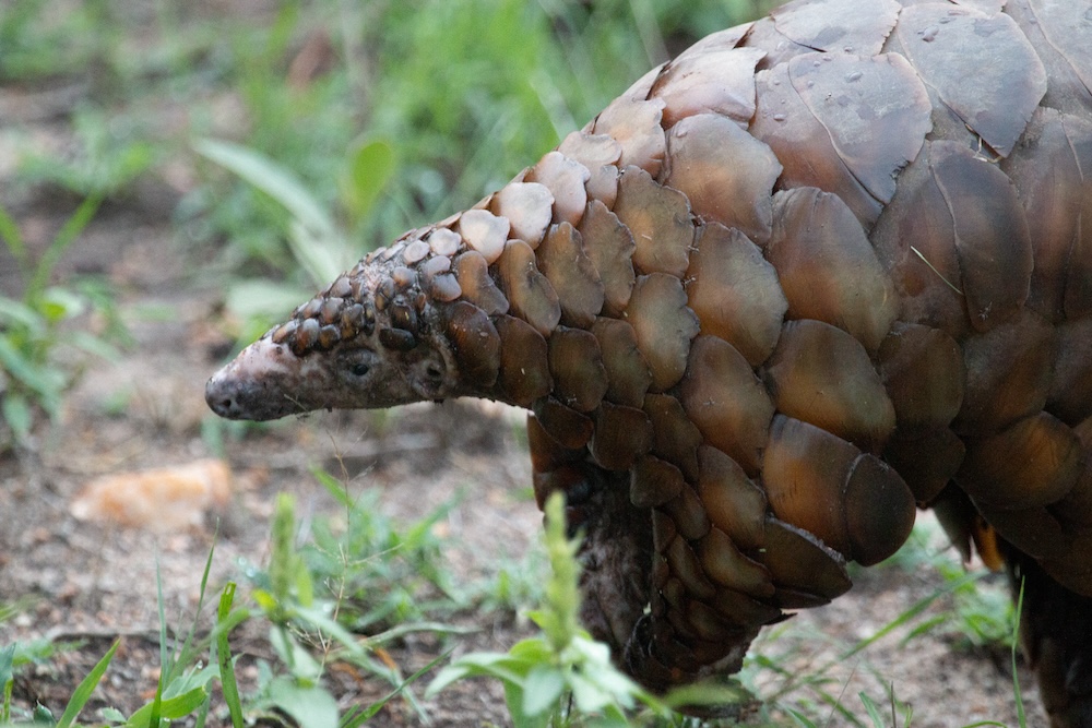 Kapama pangolin
