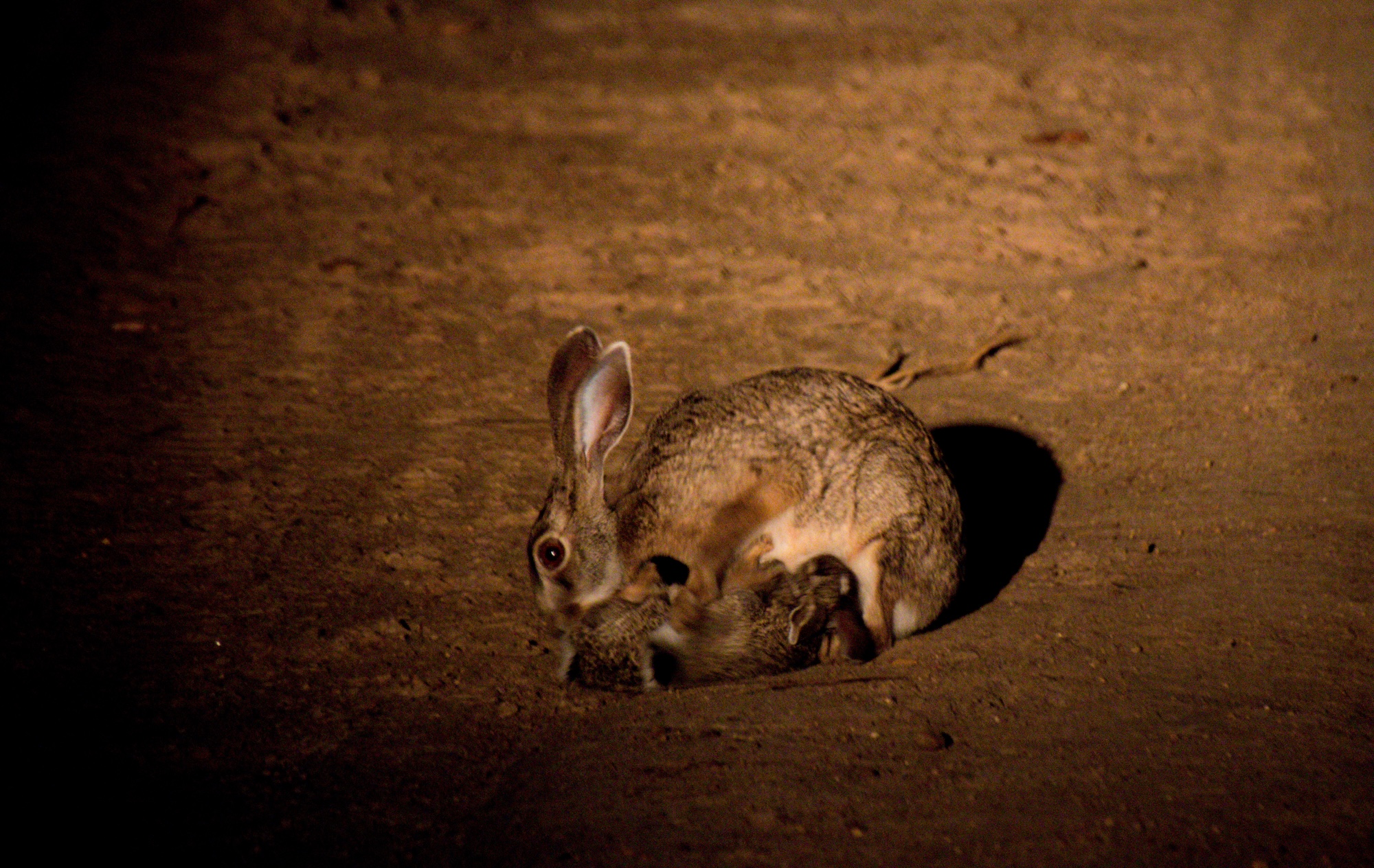 scrub hare with two young kits on a sandy path at night, illuminated by a spotlight during a nocturnal safari at Kapama Private Game Reserve.