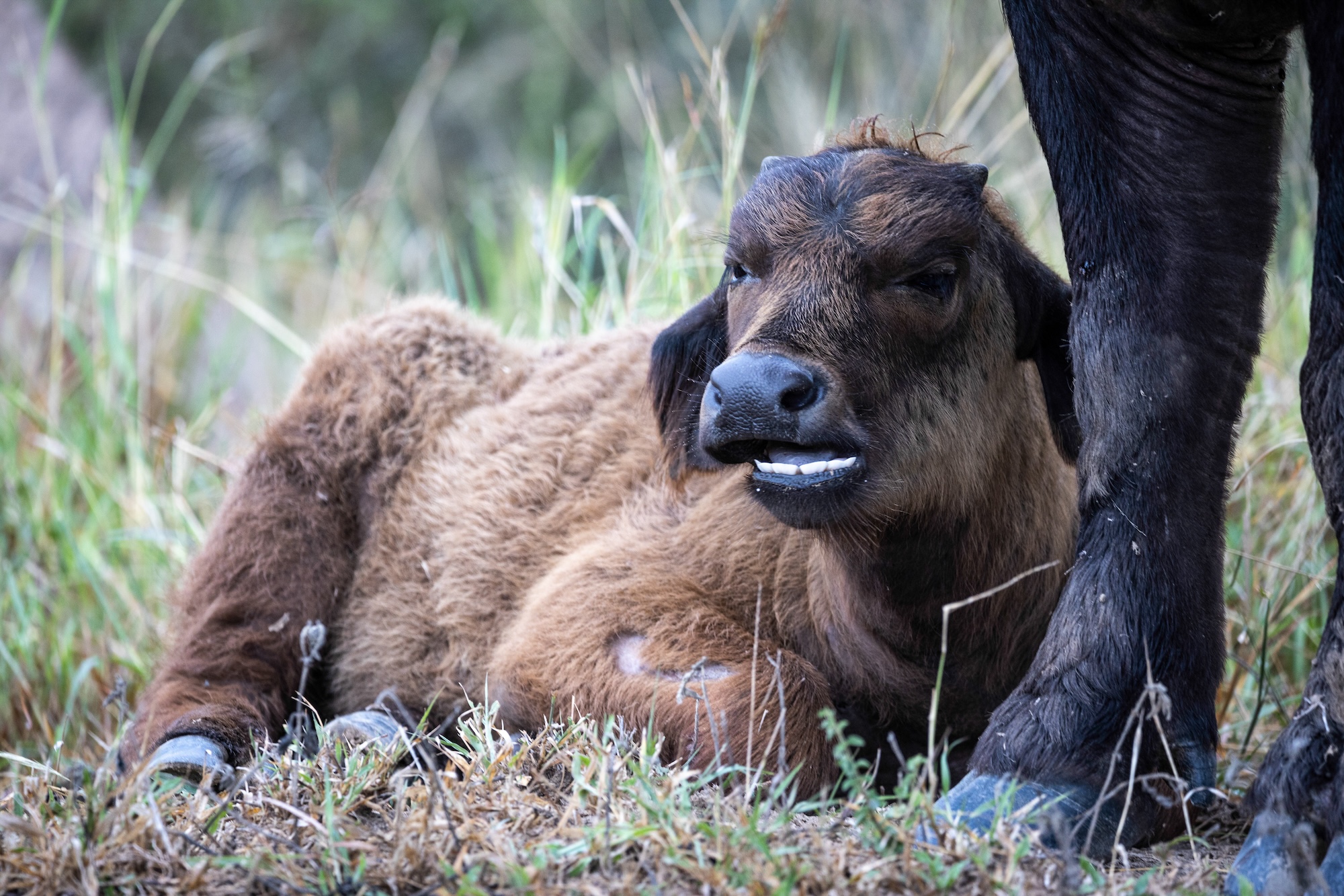 Kpama abUffalo Calf