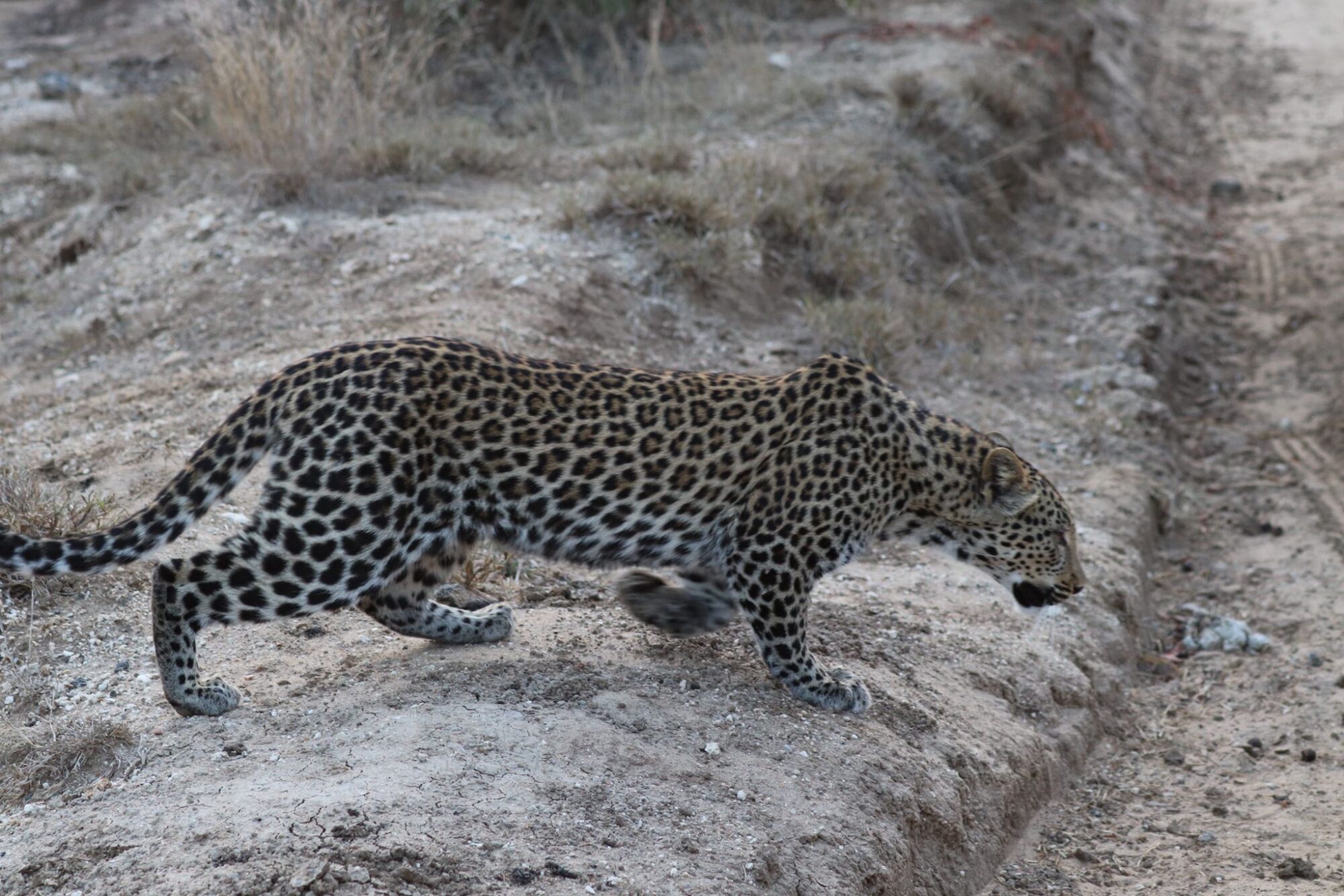 Themba female leopard