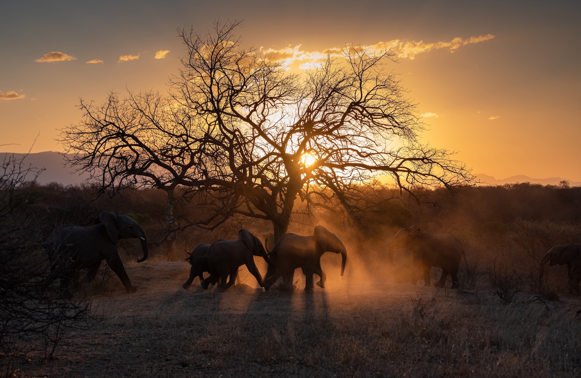 View Of Zebras On An African Safari