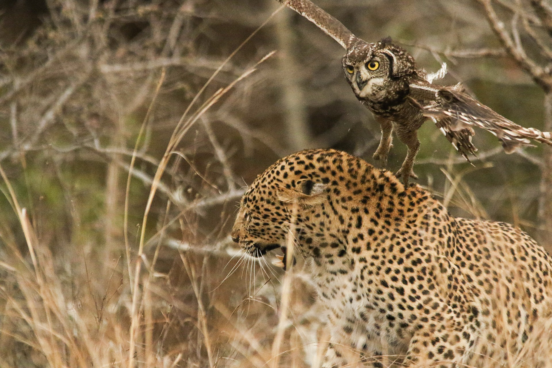 Leopard vs owl