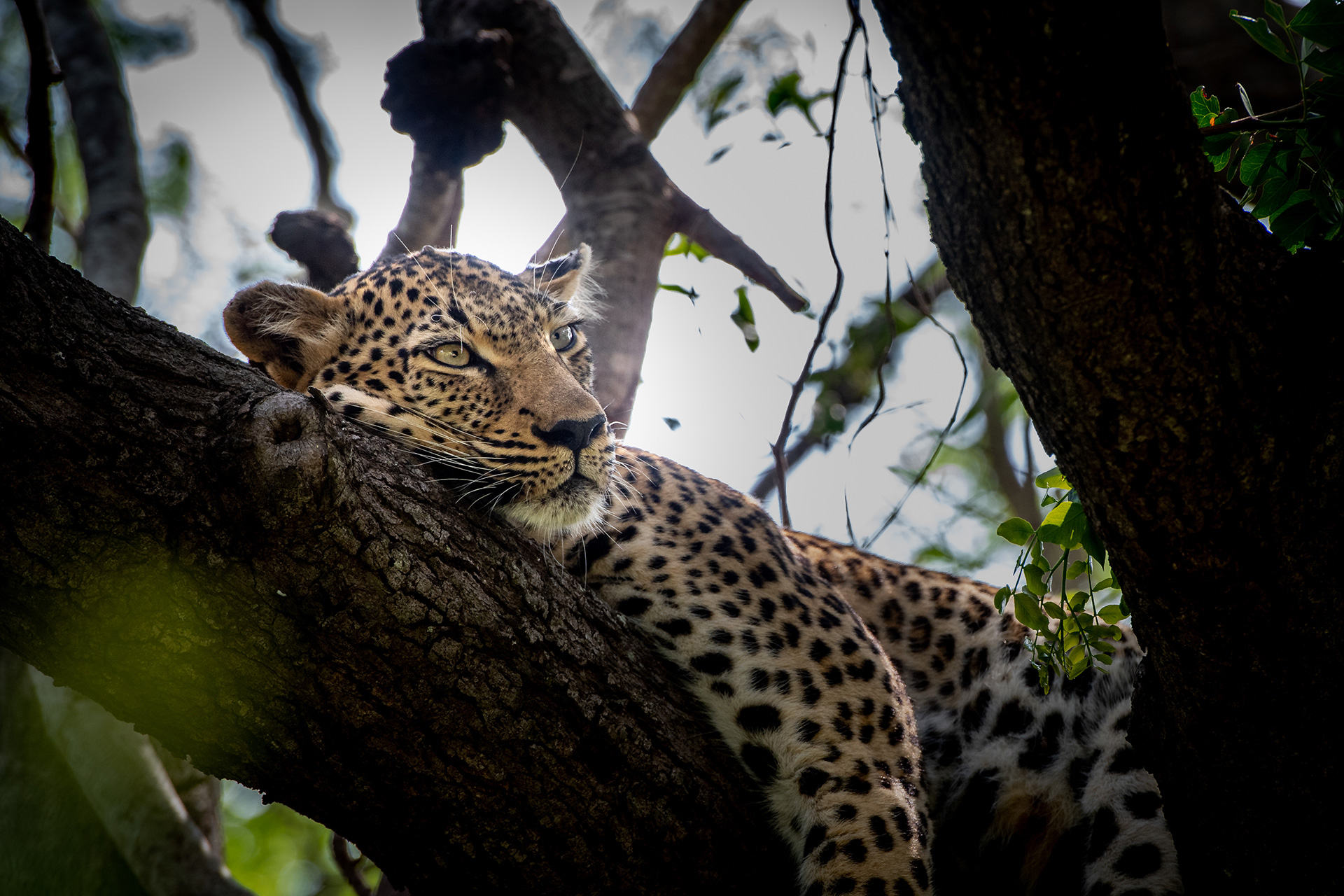 Leopard sleeping in a tree