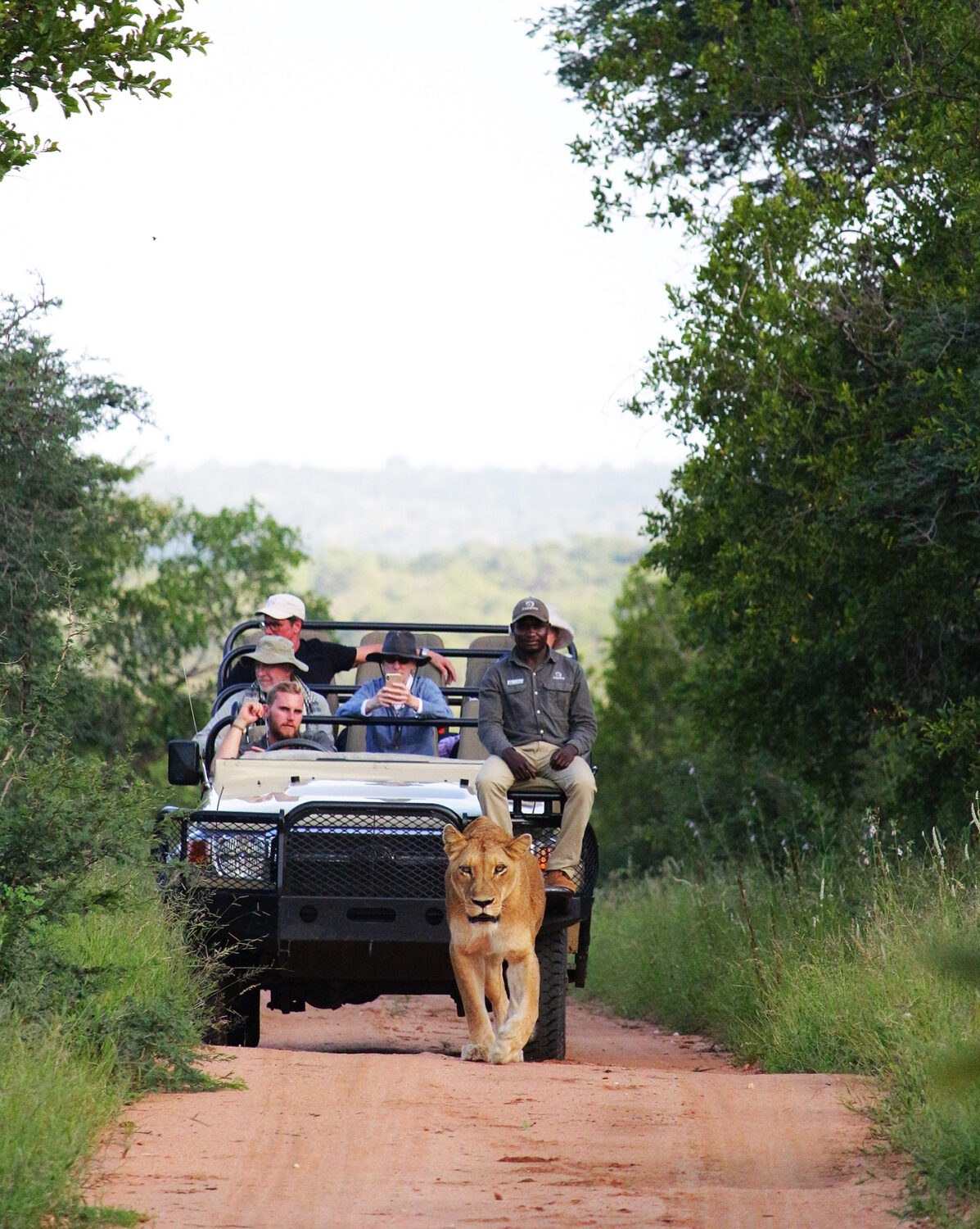A lioness walking confidently along a dirt track in front of a Kapama safari vehicle filled with guests and a ranger, surrounded by lush green vegetation