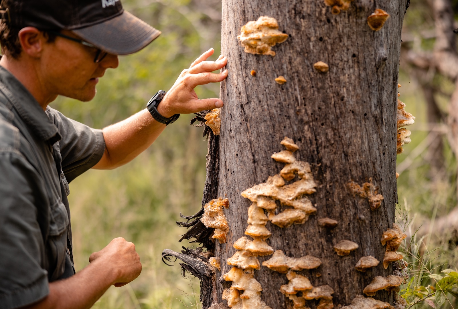 Kapama bush walk details
