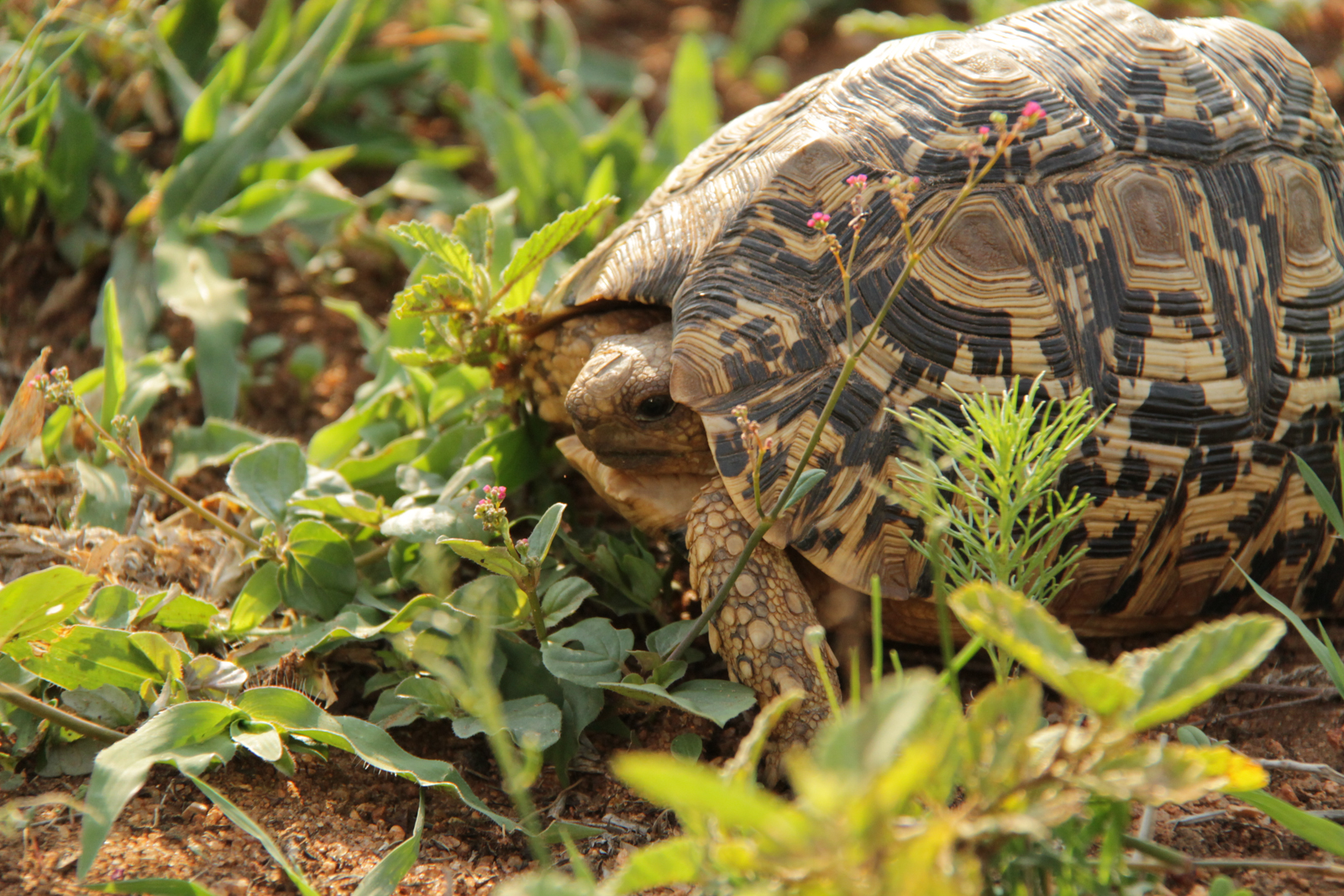 View Of A Small African Animal Known As The-Leopard Tortoise