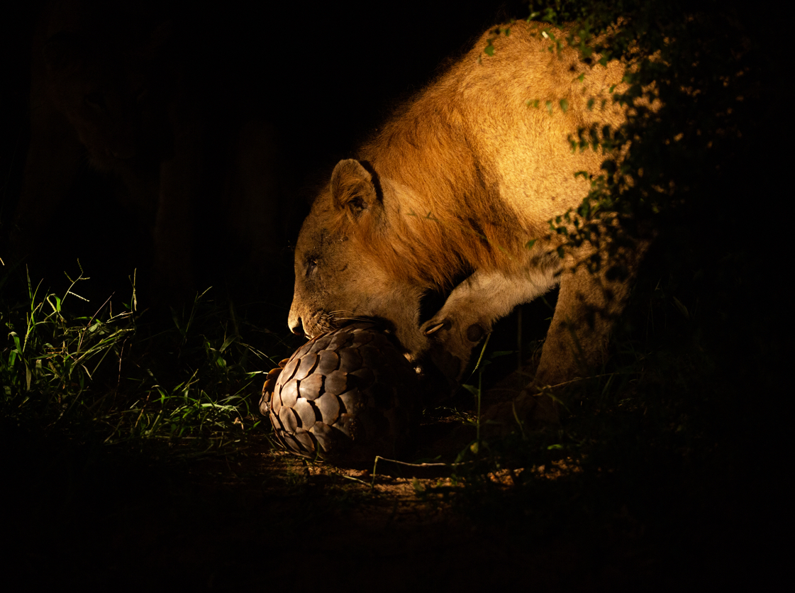 View Of Nocturnal Wildlife During A Night Safari