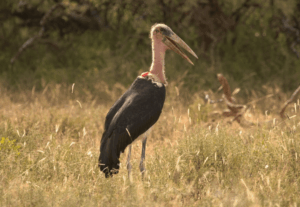 Kapama Marabou stork