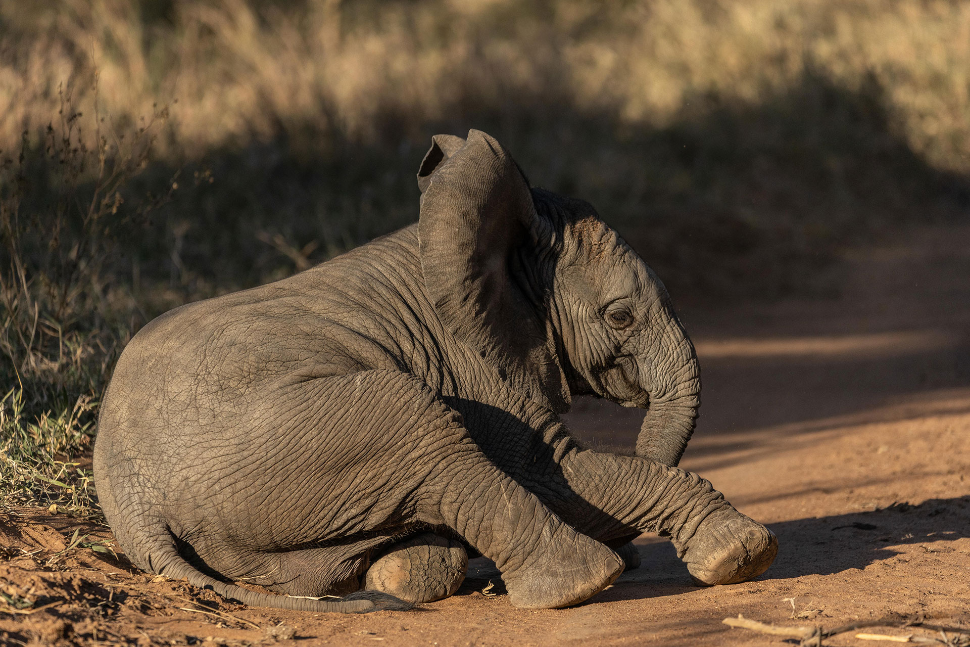 A-View-Of-An-Elephant-Calf-At-Kapama-Private-Game-Reserve A View Of An Elephant Calf At Kapama Private Game Reserve