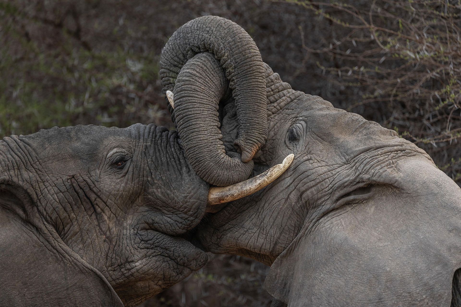A-View-Of-Two-Elephants-At-Kapama-Private-Game-Reserve A View Of Two Elephants At Kapama Private Game Reserve