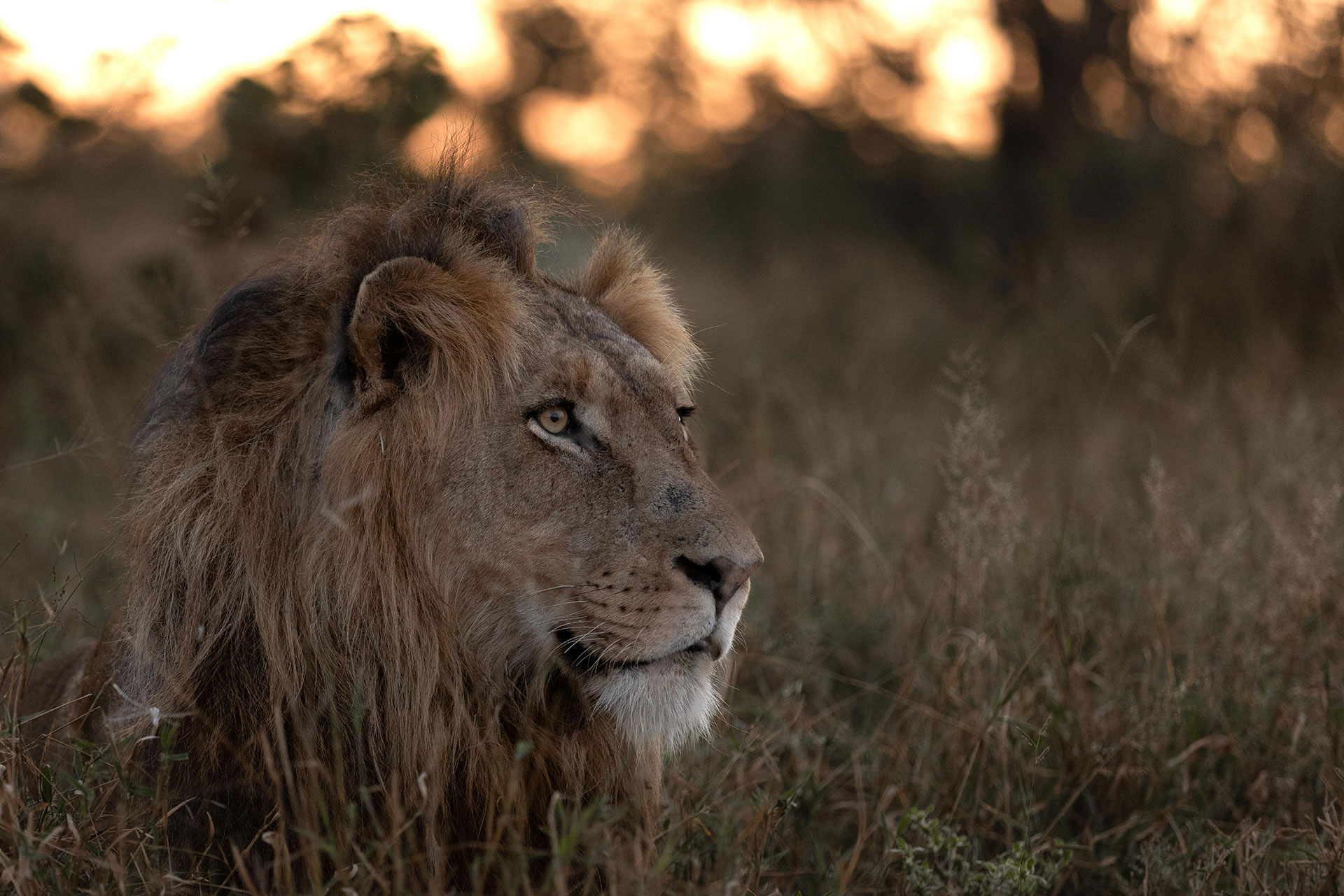 View Of A Lion At Kapama Private Game Reserve