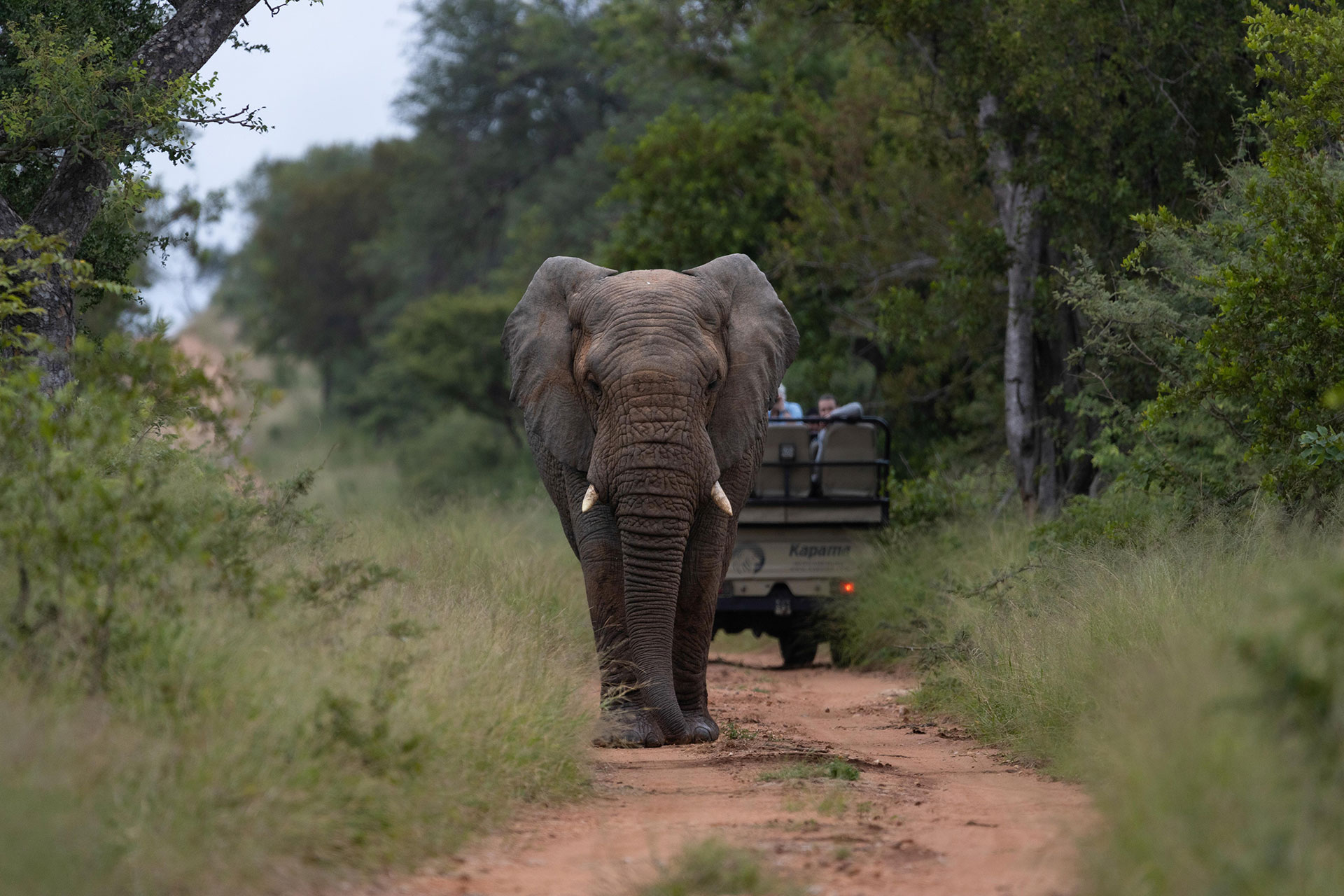 View-Of-An-Elephant-Captured-At-Kapama-Private-Game-Reserve View Of An Elephant Captured At Kapama Private Game Reserve